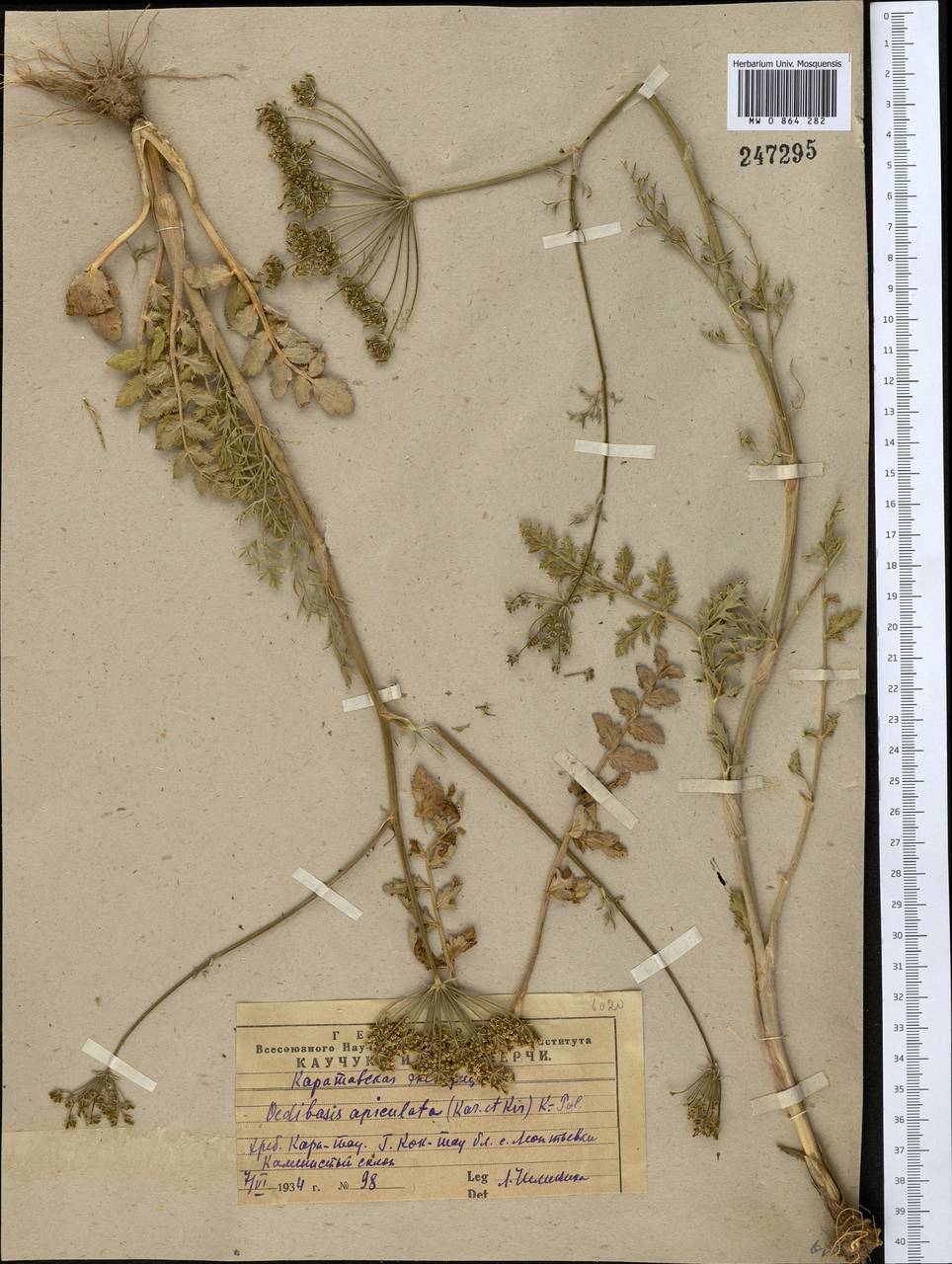 Oedibasis apiculata (Kar. & Kir.) Koso-Pol., Middle Asia, Western Tian Shan & Karatau (M3) (Kazakhstan)