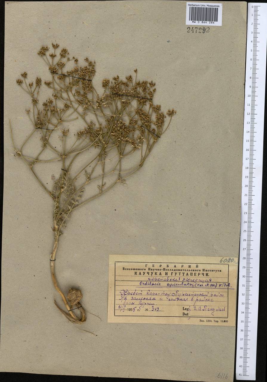 Oedibasis apiculata (Kar. & Kir.) Koso-Pol., Middle Asia, Western Tian Shan & Karatau (M3) (Kazakhstan)