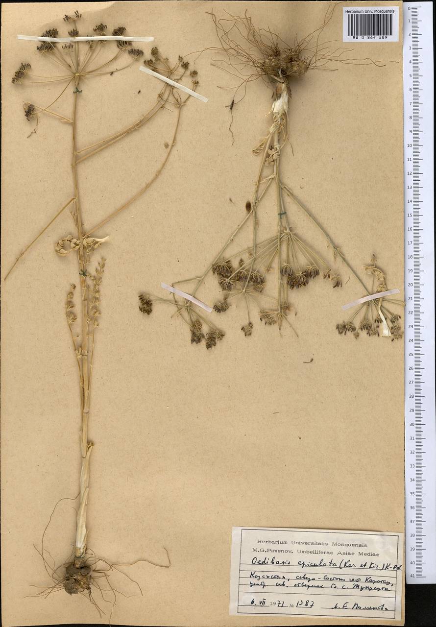 Oedibasis apiculata (Kar. & Kir.) Koso-Pol., Middle Asia, Western Tian Shan & Karatau (M3) (Kazakhstan)