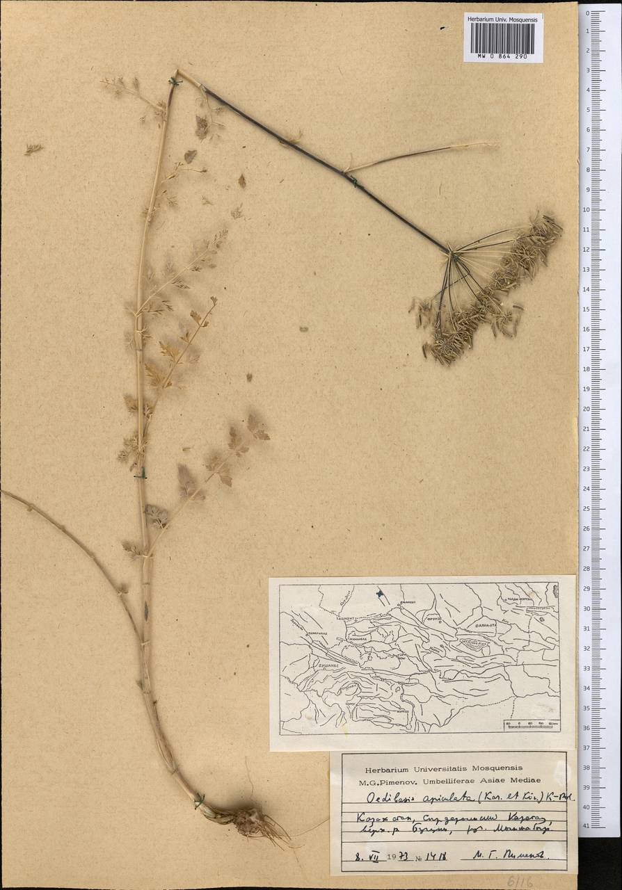 Oedibasis apiculata (Kar. & Kir.) Koso-Pol., Middle Asia, Western Tian Shan & Karatau (M3) (Kazakhstan)