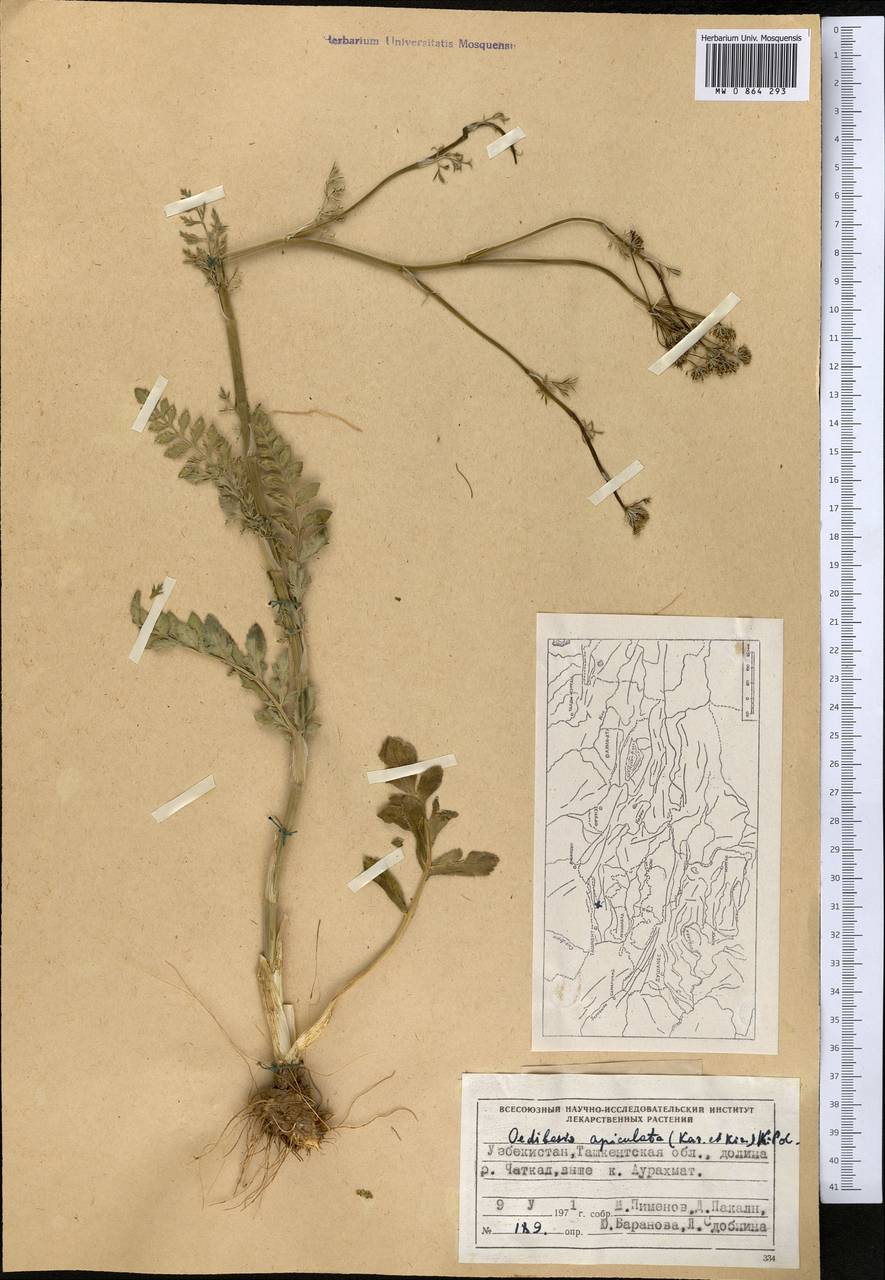 Oedibasis apiculata (Kar. & Kir.) Koso-Pol., Middle Asia, Western Tian Shan & Karatau (M3) (Uzbekistan)