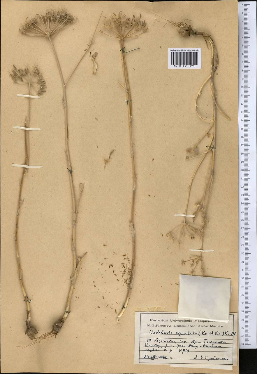 Oedibasis apiculata (Kar. & Kir.) Koso-Pol., Middle Asia, Western Tian Shan & Karatau (M3) (Kazakhstan)