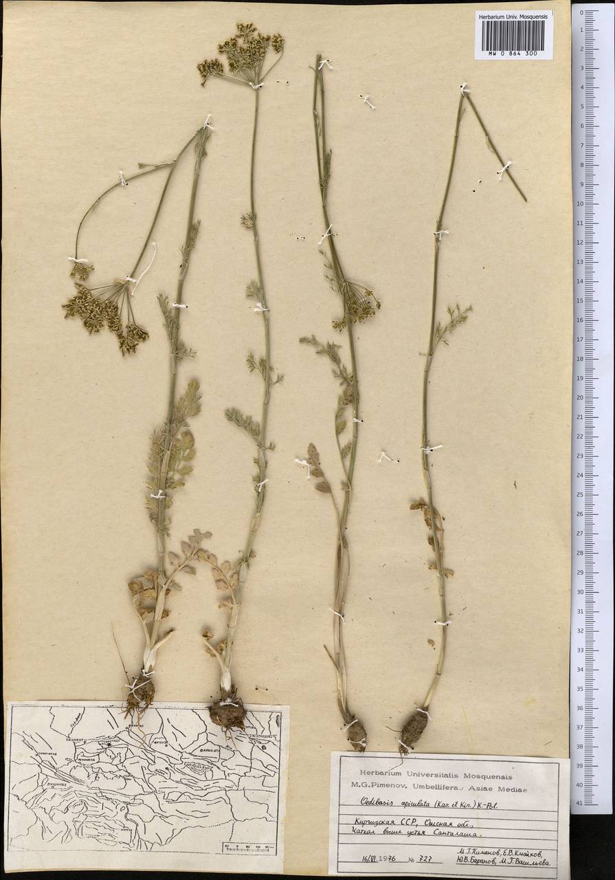 Oedibasis apiculata (Kar. & Kir.) Koso-Pol., Middle Asia, Western Tian Shan & Karatau (M3) (Kyrgyzstan)