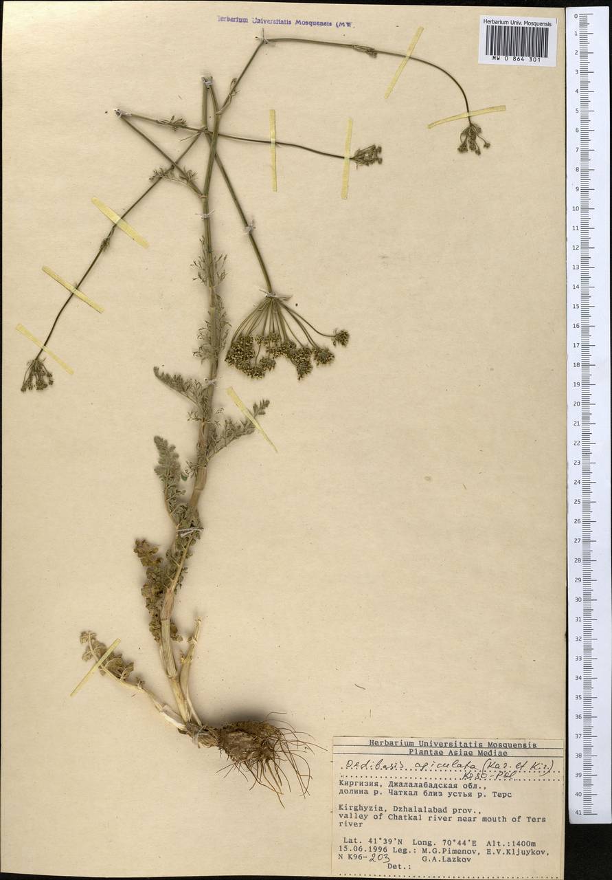 Oedibasis apiculata (Kar. & Kir.) Koso-Pol., Middle Asia, Western Tian Shan & Karatau (M3) (Kyrgyzstan)