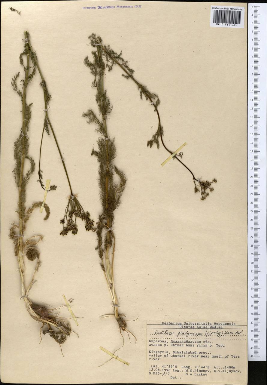 Oedibasis apiculata (Kar. & Kir.) Koso-Pol., Middle Asia, Western Tian Shan & Karatau (M3) (Kyrgyzstan)