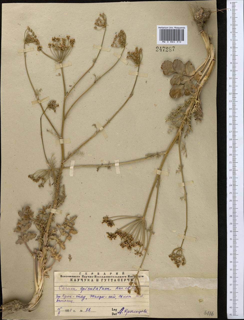 Oedibasis apiculata (Kar. & Kir.) Koso-Pol., Middle Asia, Western Tian Shan & Karatau (M3) (Kazakhstan)