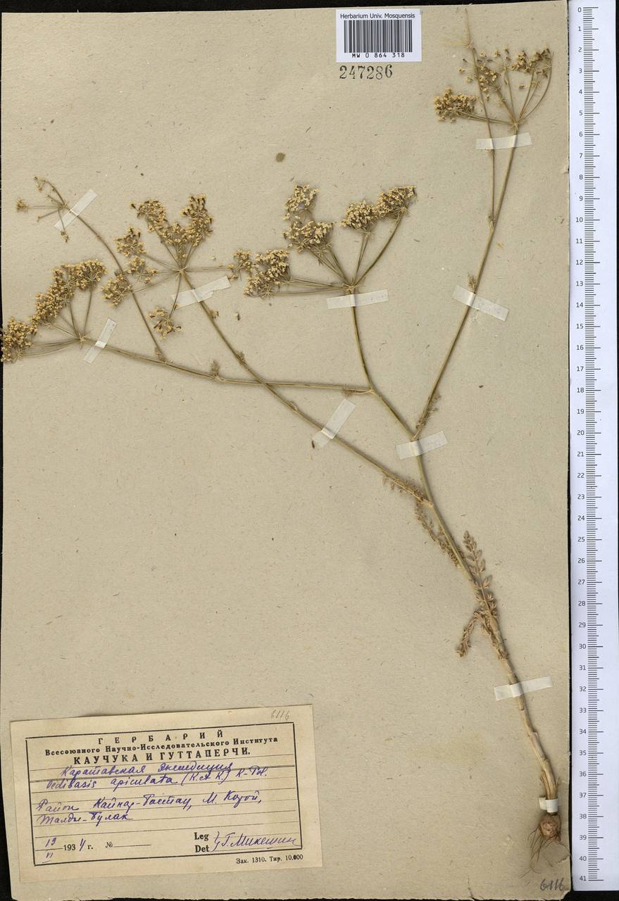 Oedibasis apiculata (Kar. & Kir.) Koso-Pol., Middle Asia, Western Tian Shan & Karatau (M3) (Kazakhstan)