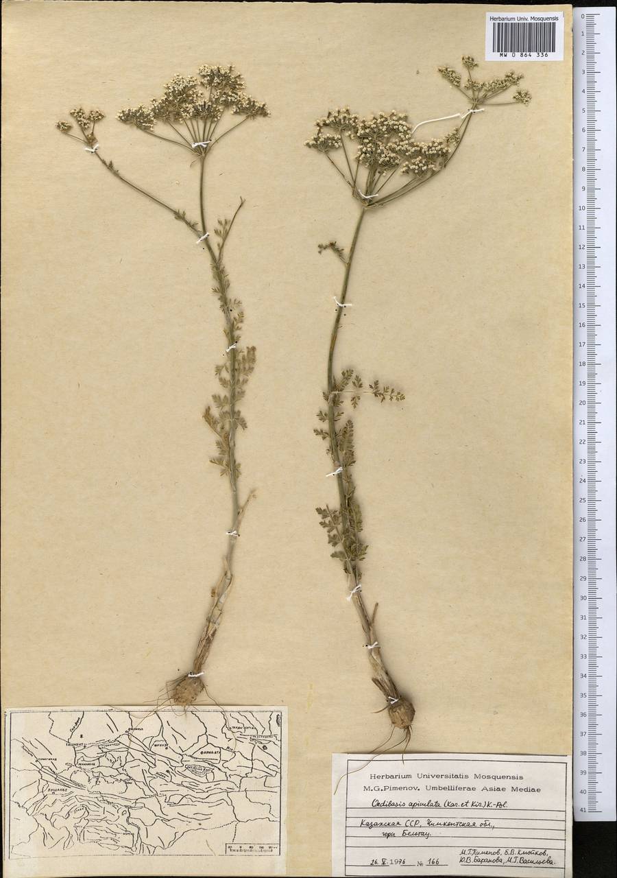 Oedibasis apiculata (Kar. & Kir.) Koso-Pol., Middle Asia, Western Tian Shan & Karatau (M3) (Kazakhstan)