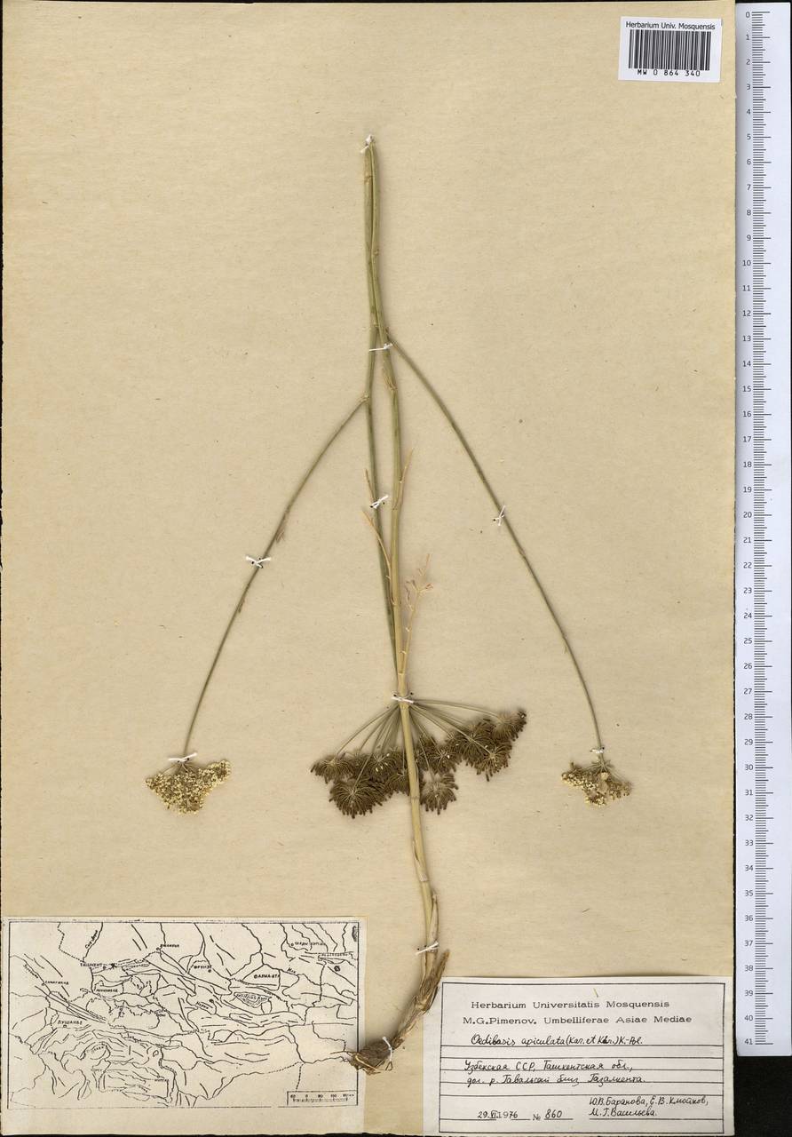 Oedibasis apiculata (Kar. & Kir.) Koso-Pol., Middle Asia, Western Tian Shan & Karatau (M3) (Uzbekistan)