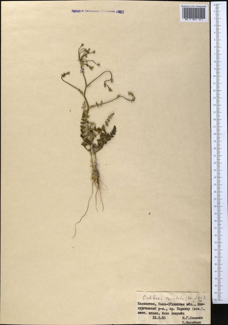 Oedibasis apiculata (Kar. & Kir.) Koso-Pol., Middle Asia, Western Tian Shan & Karatau (M3) (Kazakhstan)