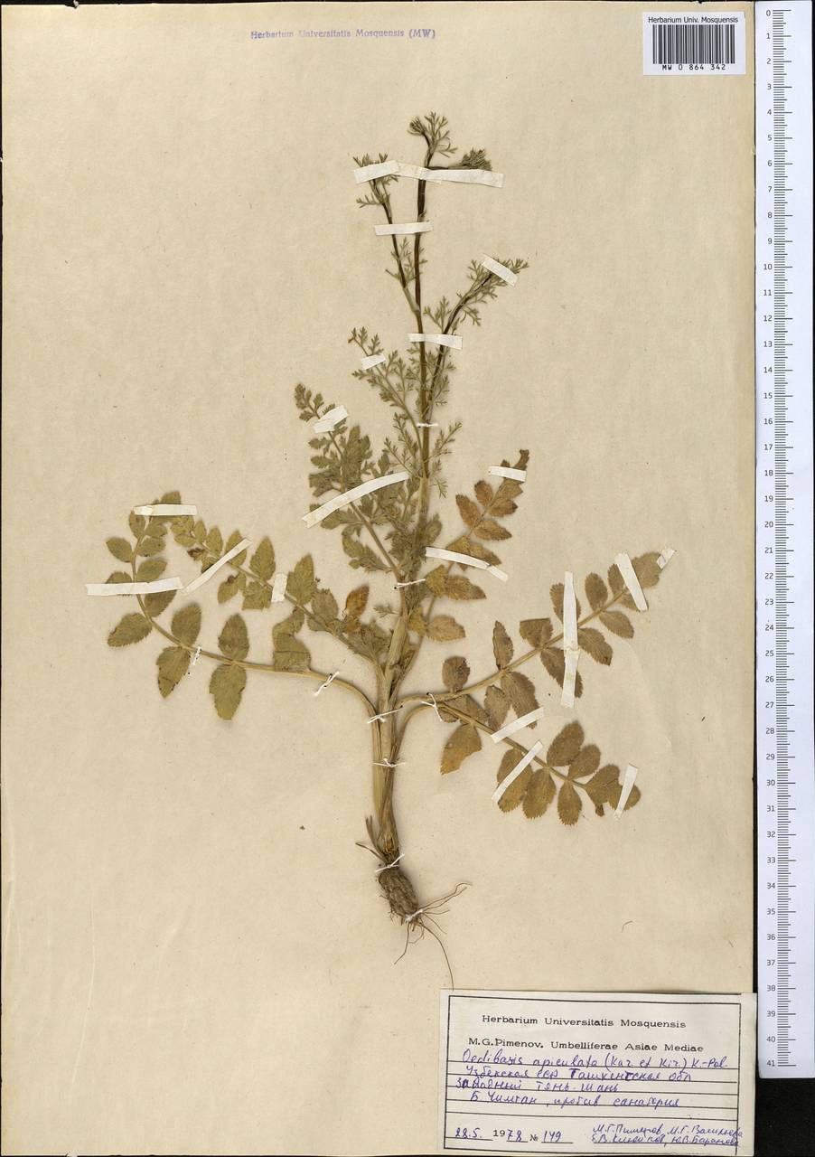 Oedibasis apiculata (Kar. & Kir.) Koso-Pol., Middle Asia, Western Tian Shan & Karatau (M3) (Uzbekistan)