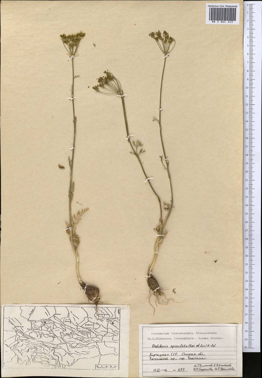 Oedibasis apiculata (Kar. & Kir.) Koso-Pol., Middle Asia, Western Tian Shan & Karatau (M3) (Kyrgyzstan)