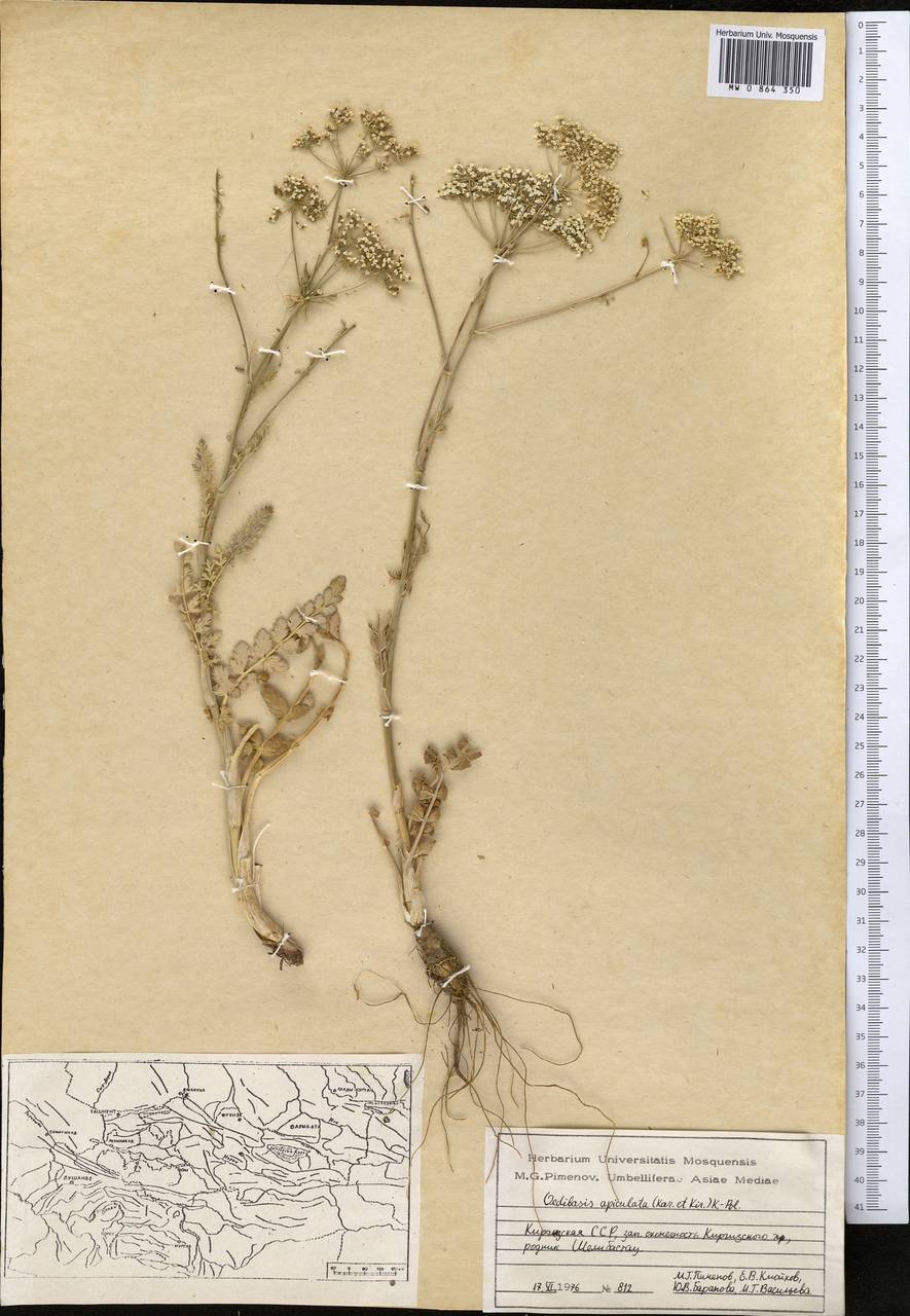 Oedibasis apiculata (Kar. & Kir.) Koso-Pol., Middle Asia, Western Tian Shan & Karatau (M3) (Kyrgyzstan)