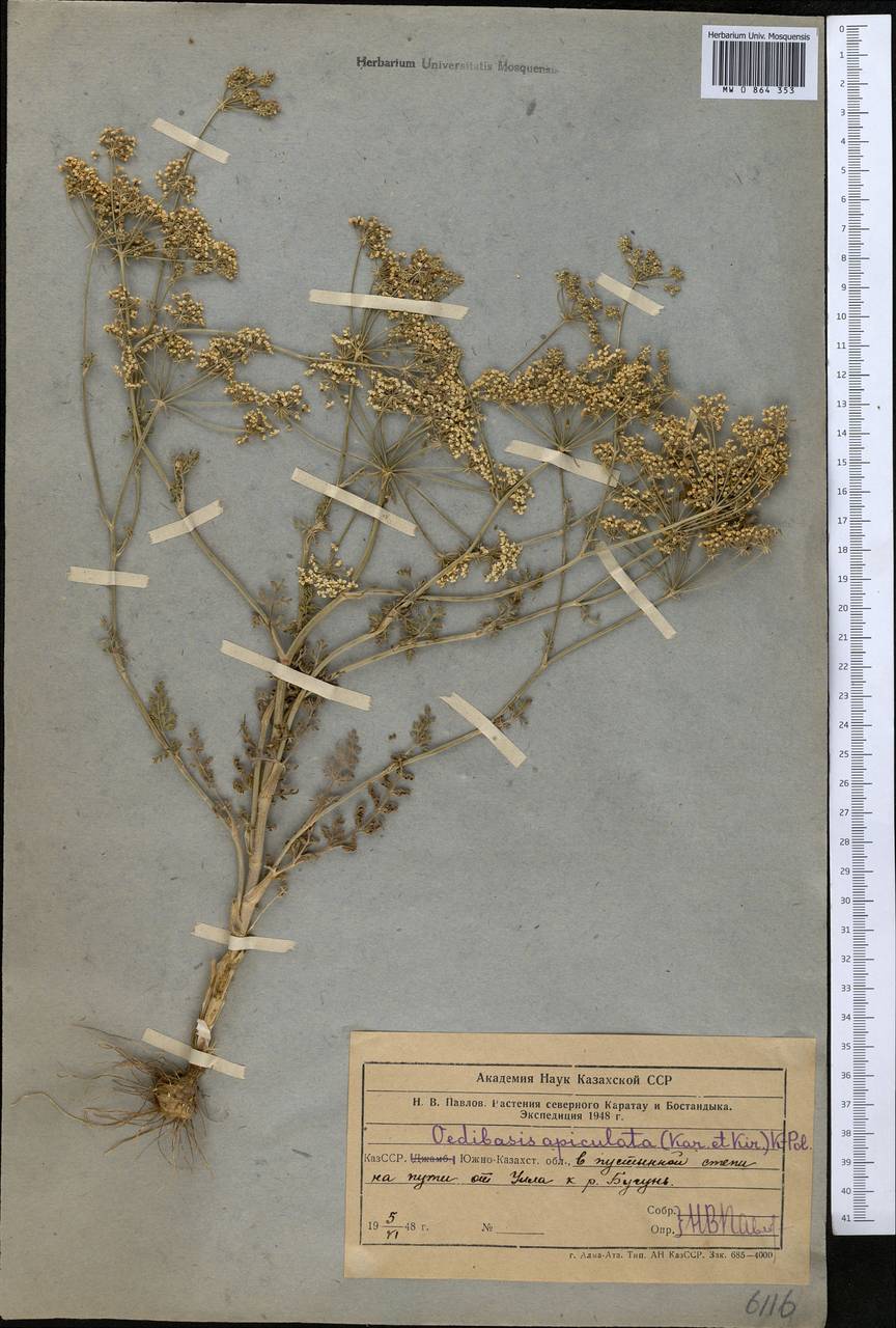 Oedibasis apiculata (Kar. & Kir.) Koso-Pol., Middle Asia, Syr-Darian deserts & Kyzylkum (M7) (Kazakhstan)