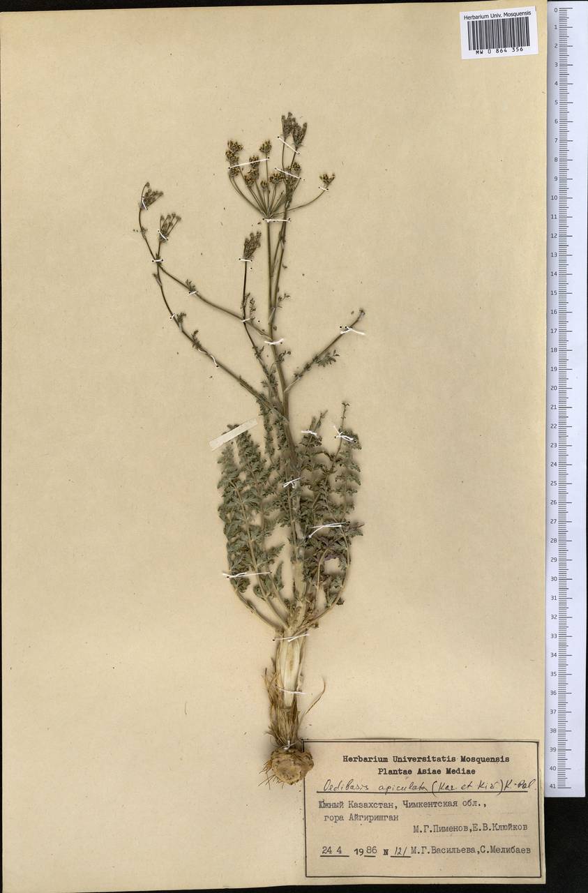 Oedibasis apiculata (Kar. & Kir.) Koso-Pol., Middle Asia, Syr-Darian deserts & Kyzylkum (M7) (Kazakhstan)