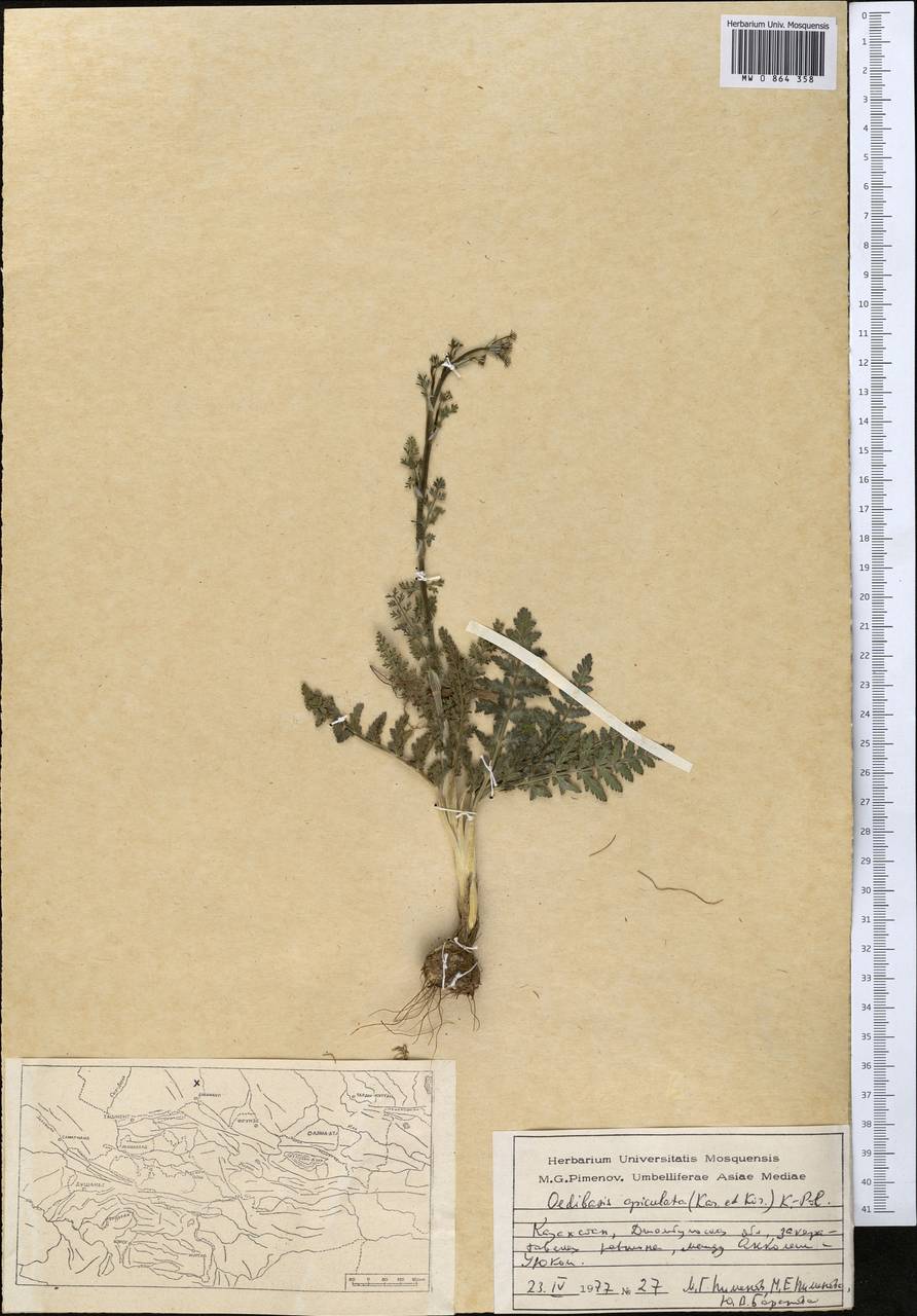 Oedibasis apiculata (Kar. & Kir.) Koso-Pol., Middle Asia, Muyunkumy, Balkhash & Betpak-Dala (M9) (Kazakhstan)