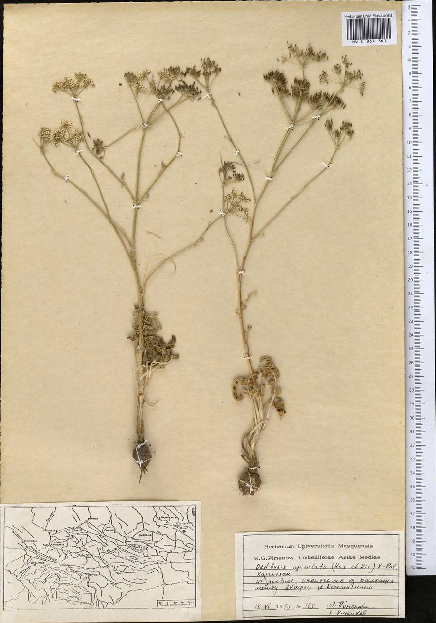 Oedibasis apiculata (Kar. & Kir.) Koso-Pol., Middle Asia, Muyunkumy, Balkhash & Betpak-Dala (M9) (Kazakhstan)