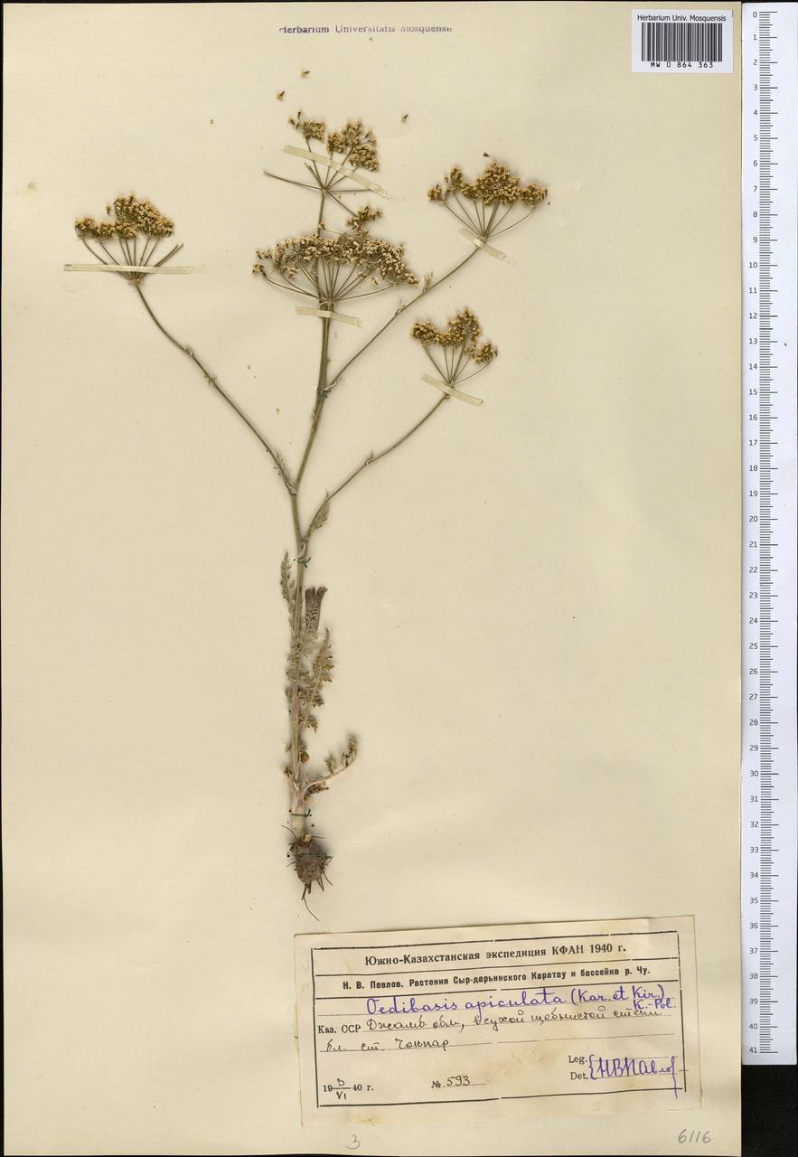 Oedibasis apiculata (Kar. & Kir.) Koso-Pol., Middle Asia, Muyunkumy, Balkhash & Betpak-Dala (M9) (Kazakhstan)