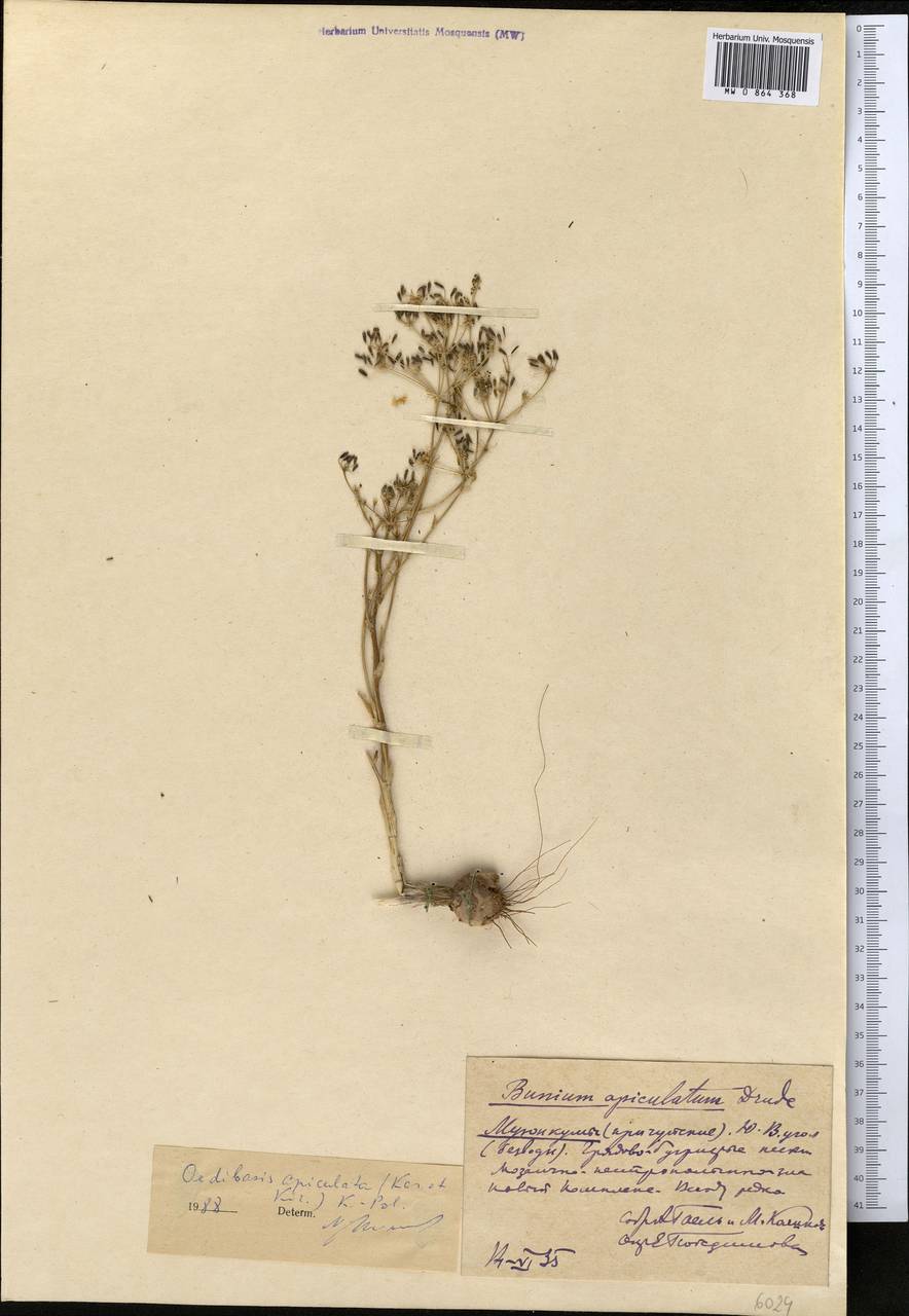 Oedibasis apiculata (Kar. & Kir.) Koso-Pol., Middle Asia, Muyunkumy, Balkhash & Betpak-Dala (M9) (Kazakhstan)