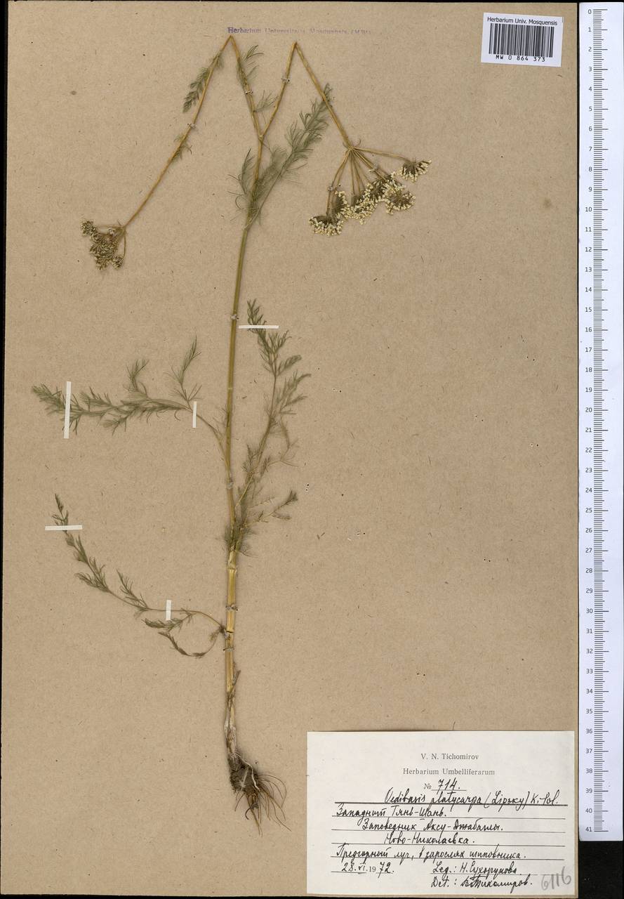 Oedibasis platycarpa (Lipsky) Koso-Pol., Middle Asia, Western Tian Shan & Karatau (M3) (Kazakhstan)