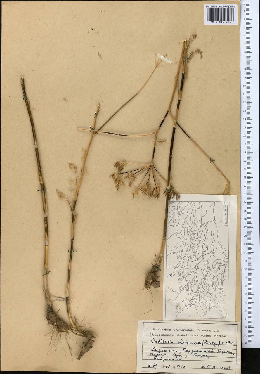 Oedibasis platycarpa (Lipsky) Koso-Pol., Middle Asia, Western Tian Shan & Karatau (M3) (Kazakhstan)