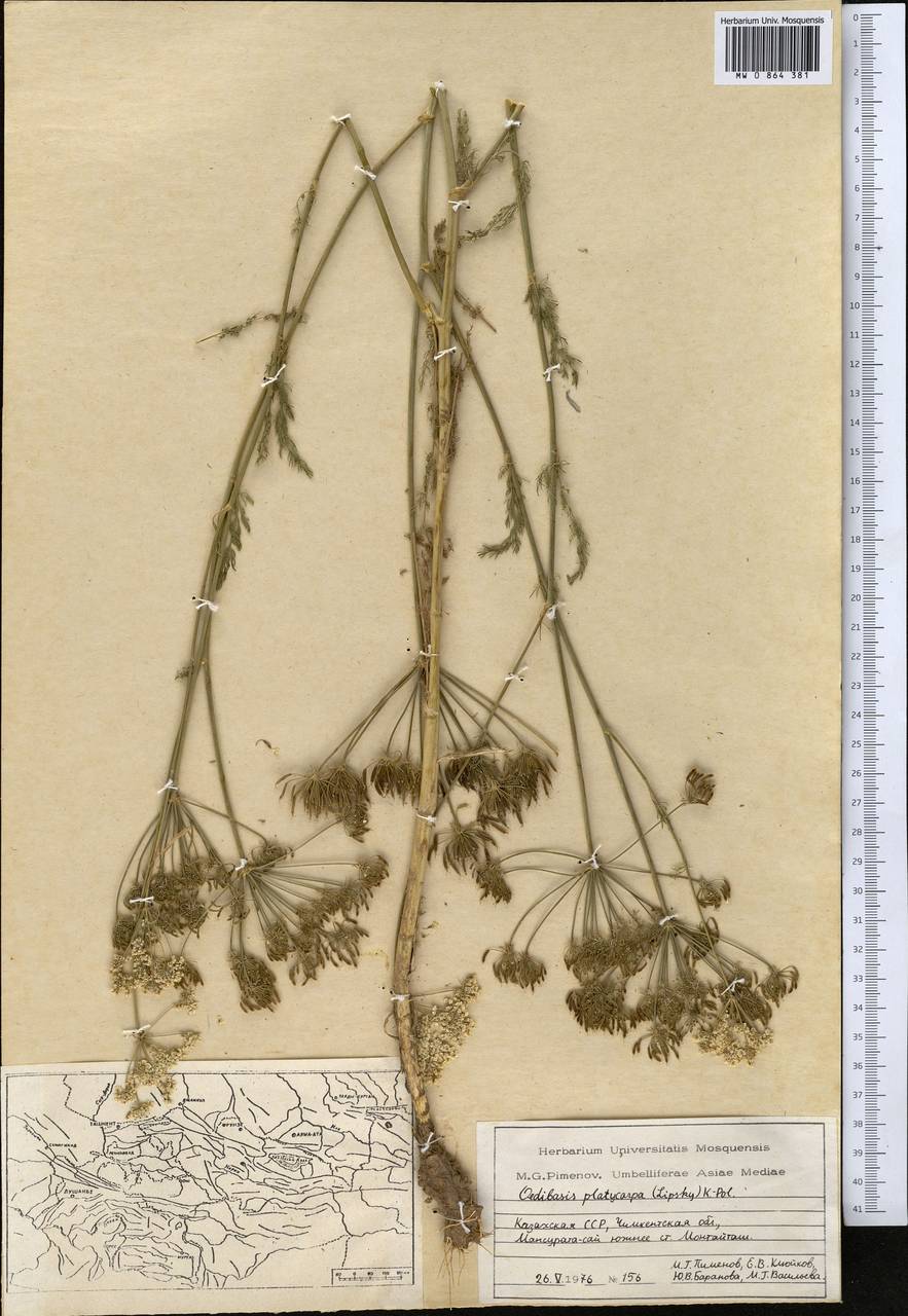 Oedibasis platycarpa (Lipsky) Koso-Pol., Middle Asia, Syr-Darian deserts & Kyzylkum (M7) (Kazakhstan)