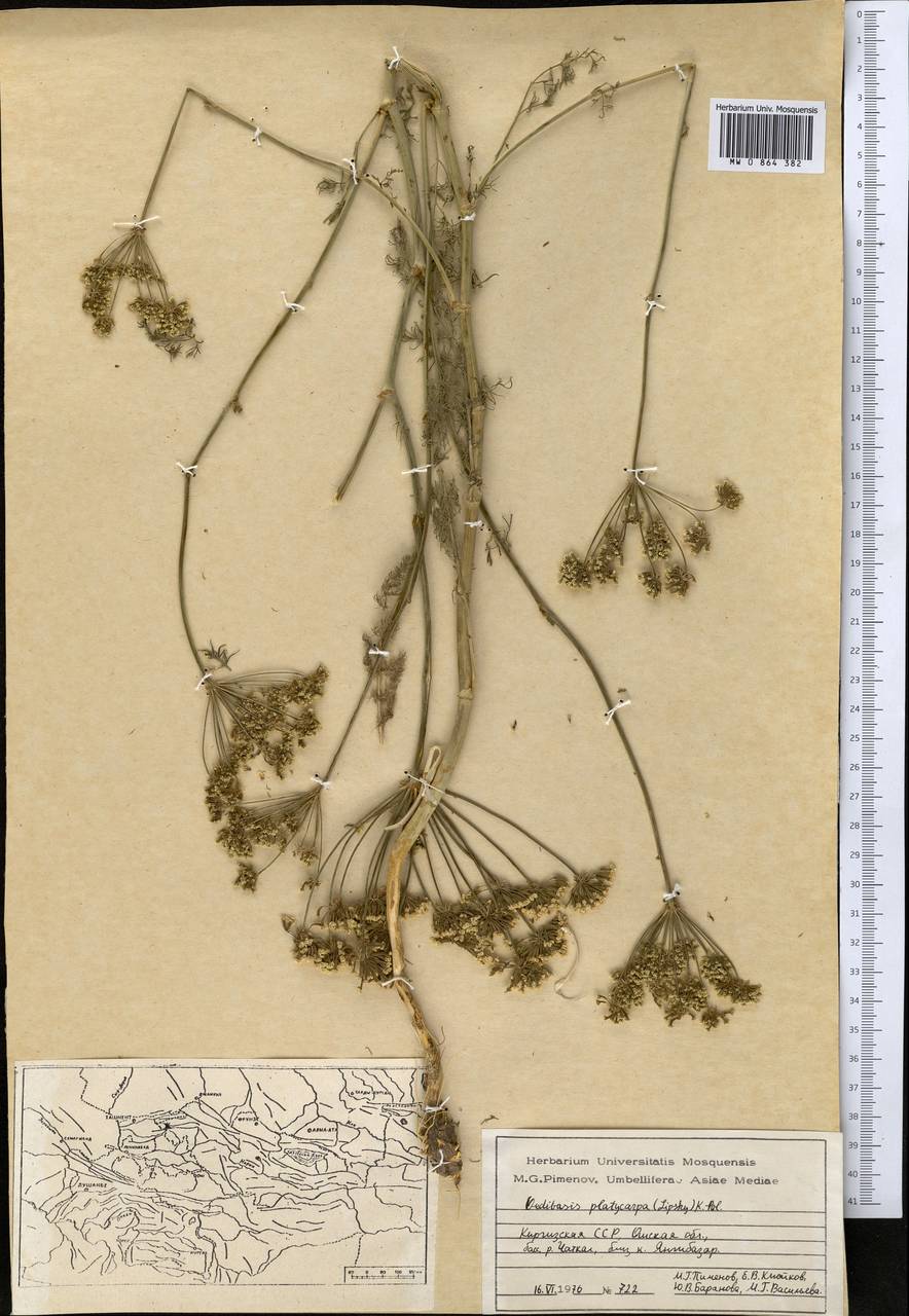 Oedibasis platycarpa (Lipsky) Koso-Pol., Middle Asia, Western Tian Shan & Karatau (M3) (Kyrgyzstan)