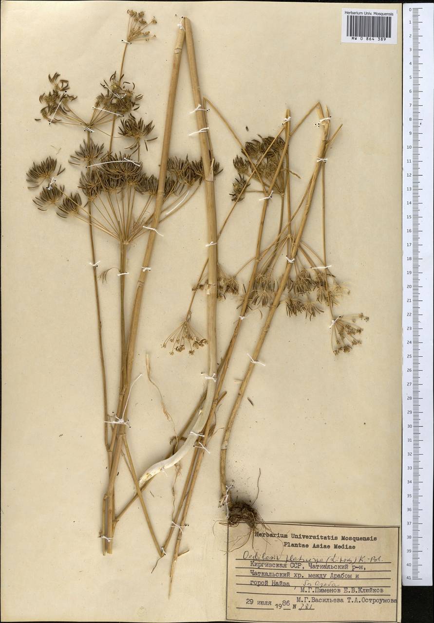 Oedibasis platycarpa (Lipsky) Koso-Pol., Middle Asia, Western Tian Shan & Karatau (M3) (Kyrgyzstan)