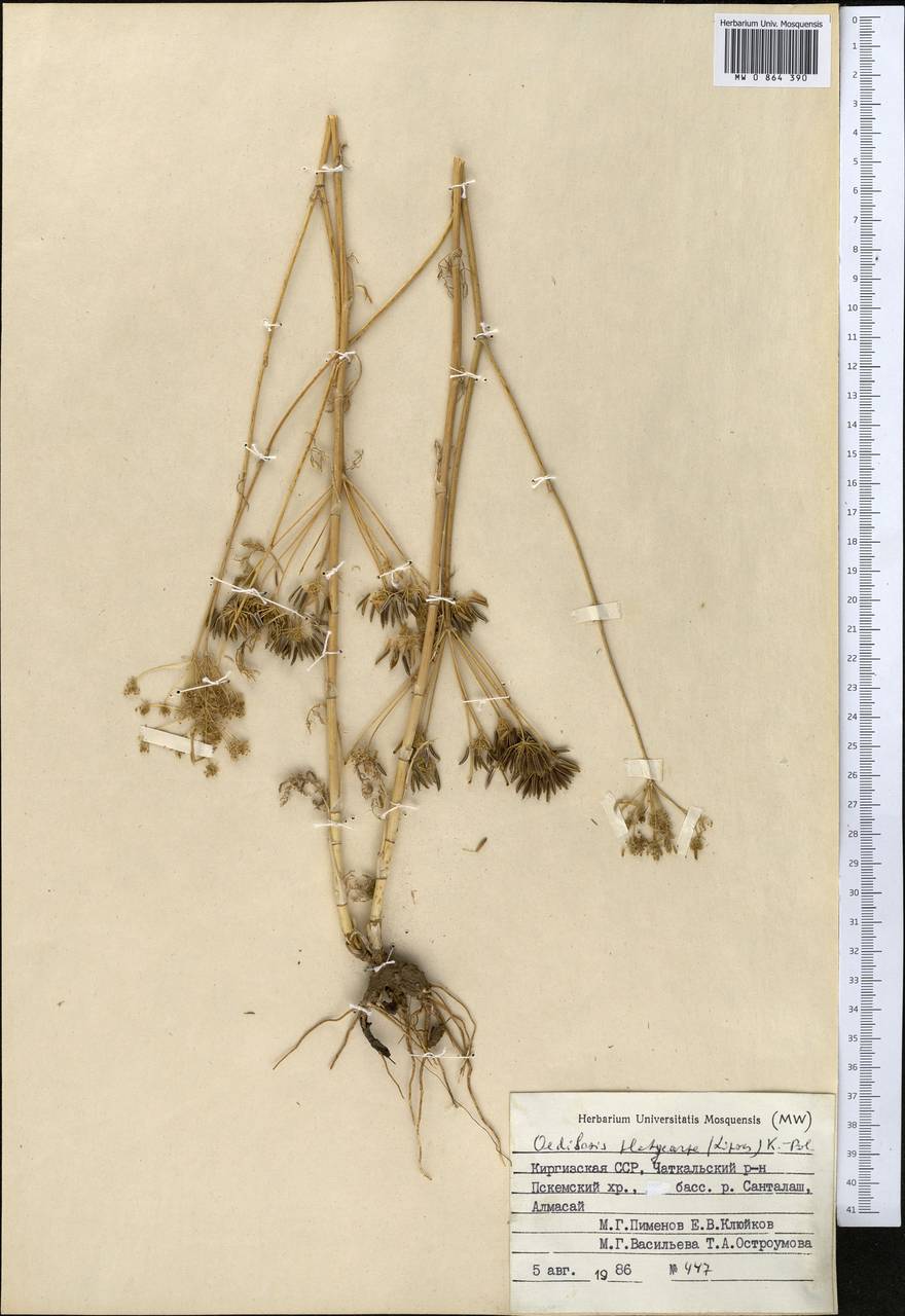 Oedibasis platycarpa (Lipsky) Koso-Pol., Middle Asia, Western Tian Shan & Karatau (M3) (Kyrgyzstan)