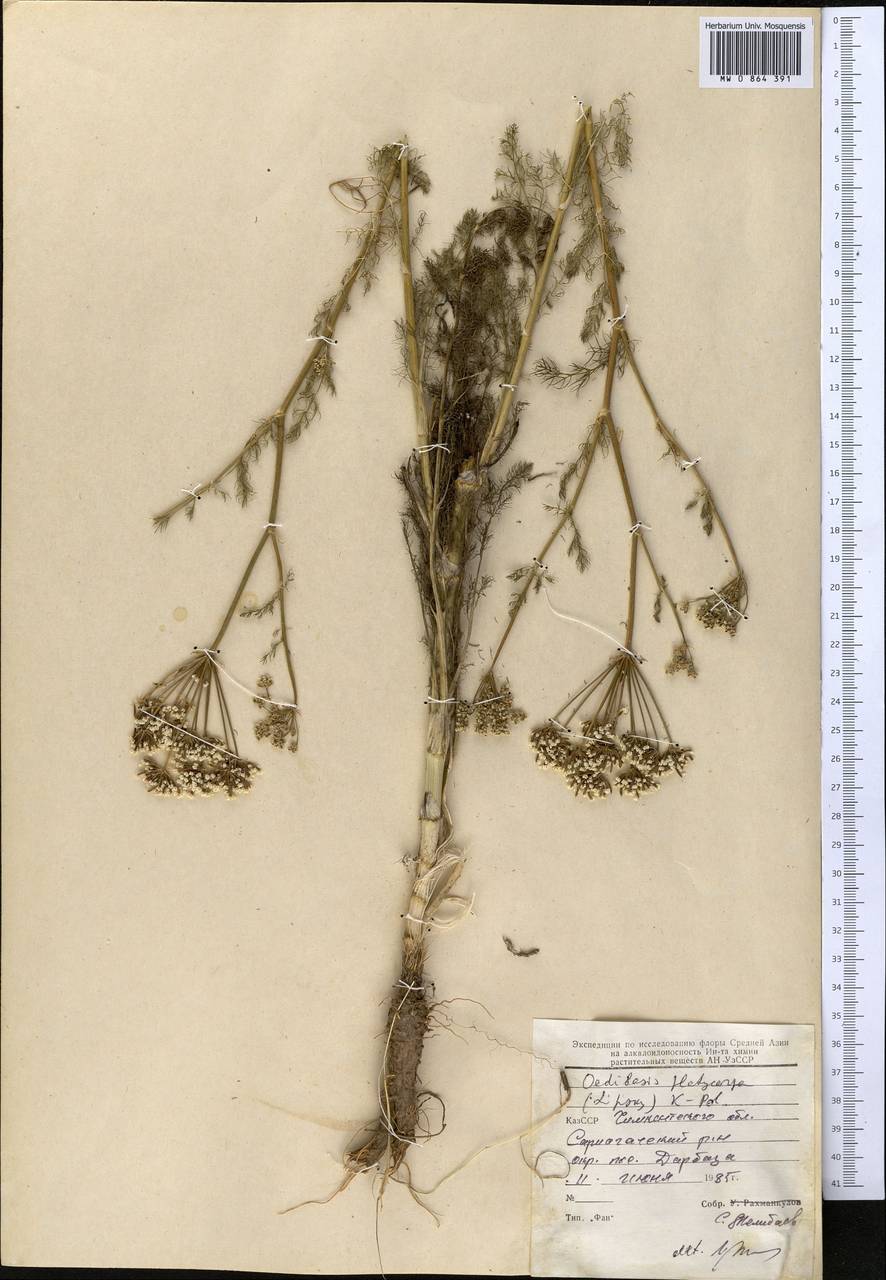 Oedibasis platycarpa (Lipsky) Koso-Pol., Middle Asia, Western Tian Shan & Karatau (M3) (Tajikistan)