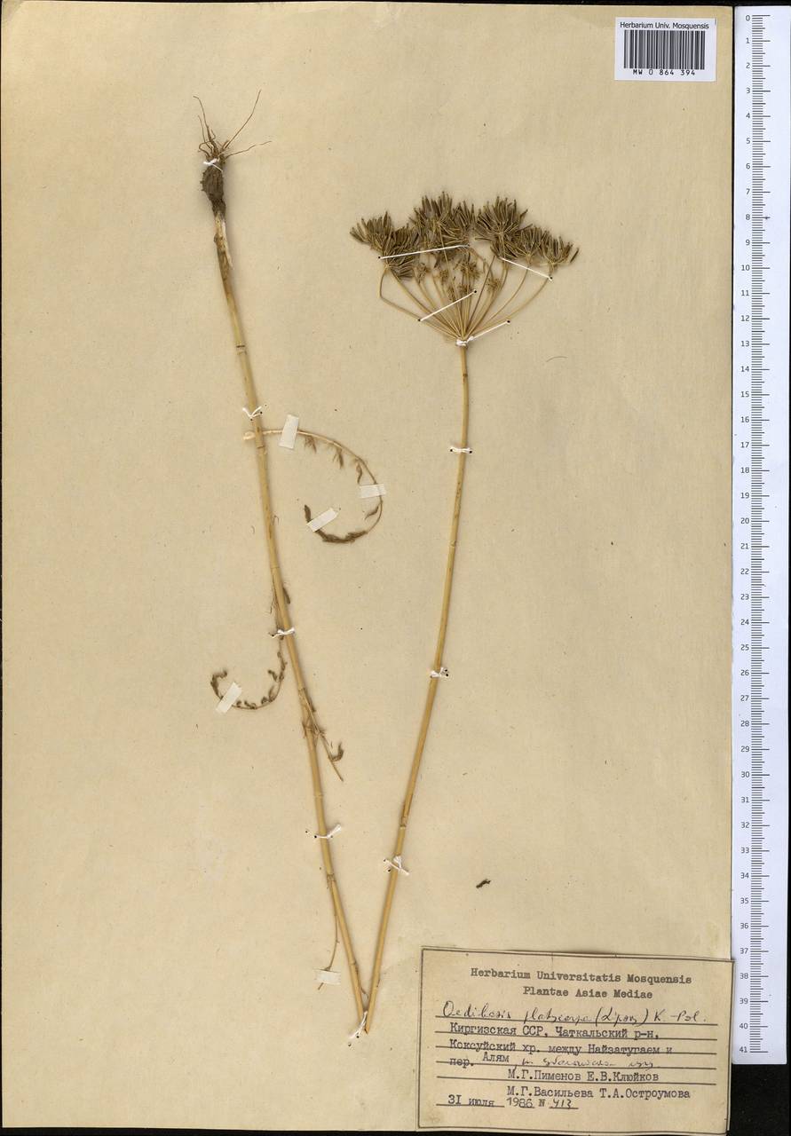 Oedibasis platycarpa (Lipsky) Koso-Pol., Middle Asia, Western Tian Shan & Karatau (M3) (Kyrgyzstan)