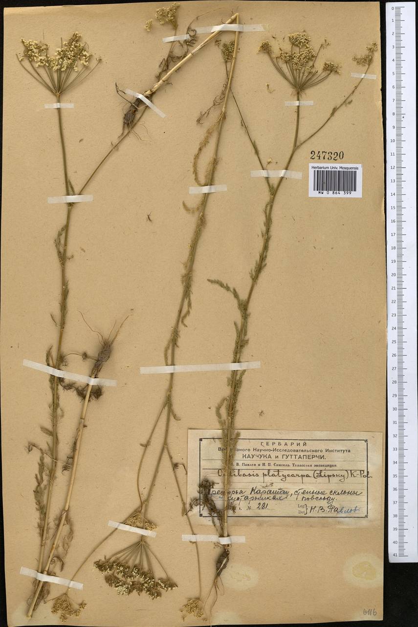 Oedibasis platycarpa (Lipsky) Koso-Pol., Middle Asia, Western Tian Shan & Karatau (M3) (Kazakhstan)