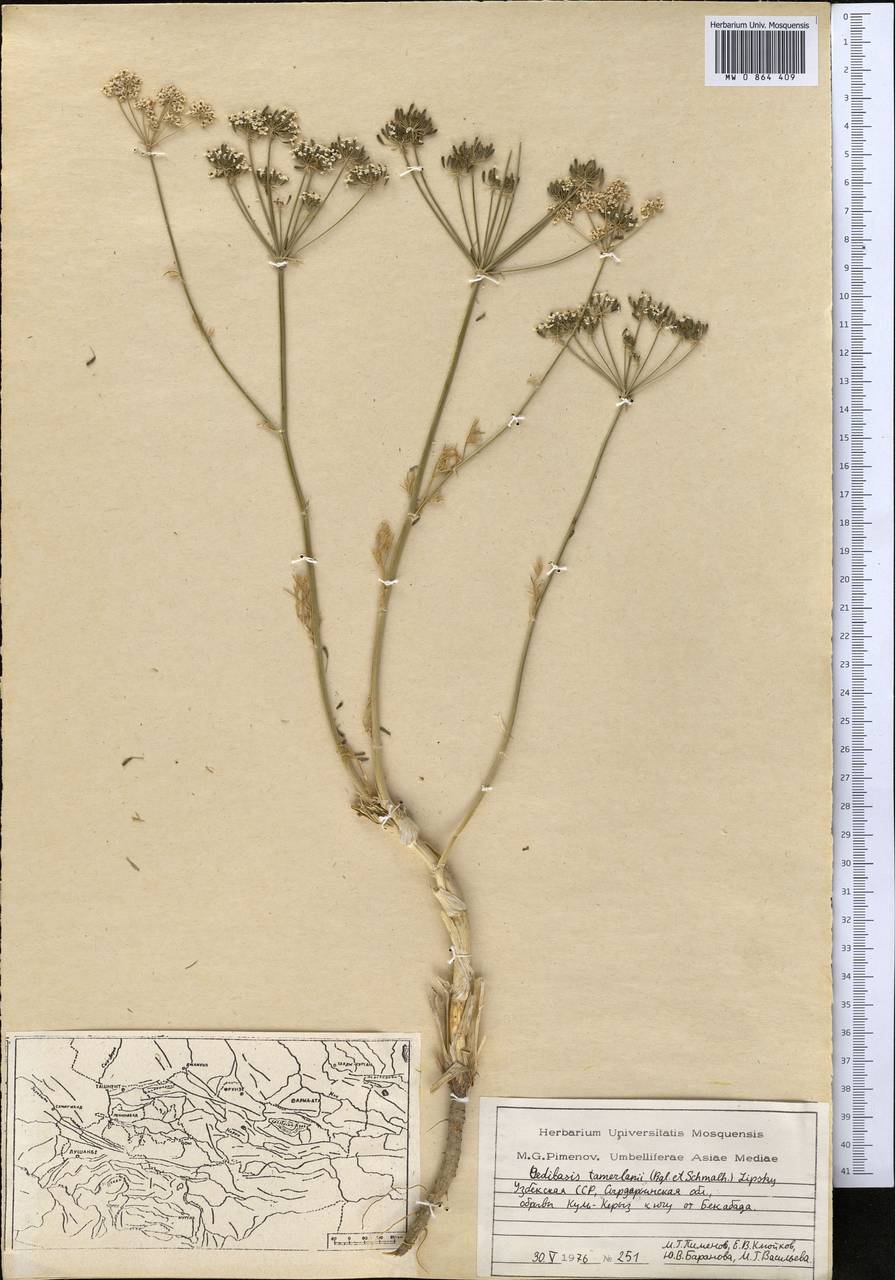 Oedibasis tamerlanii (Lipsky) Korovin ex Nevski, Middle Asia, Pamir & Pamiro-Alai (M2) (Uzbekistan)