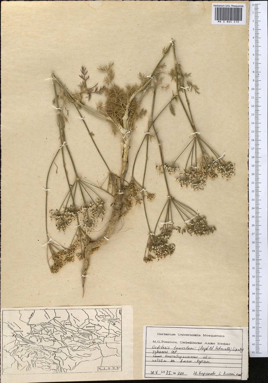 Oedibasis tamerlanii (Lipsky) Korovin ex Nevski, Middle Asia, Pamir & Pamiro-Alai (M2) (Uzbekistan)