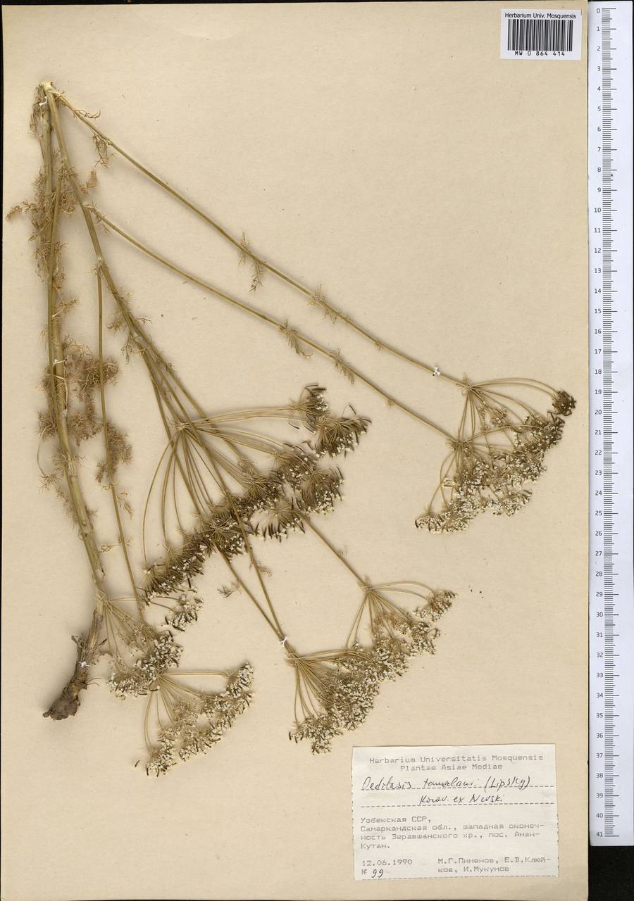 Oedibasis tamerlanii (Lipsky) Korovin ex Nevski, Middle Asia, Pamir & Pamiro-Alai (M2) (Uzbekistan)