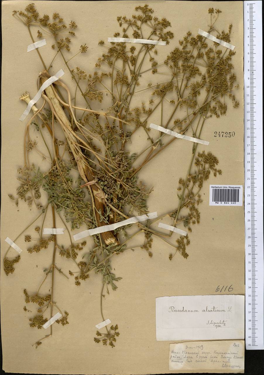 Xanthoselinum alsaticum (L.) Schur, Middle Asia, Muyunkumy, Balkhash & Betpak-Dala (M9) (Kazakhstan)