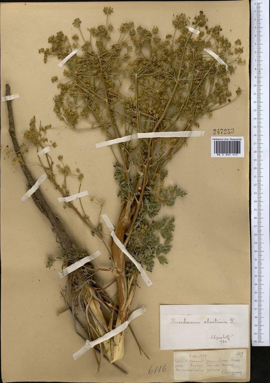 Xanthoselinum alsaticum (L.) Schur, Middle Asia, Muyunkumy, Balkhash & Betpak-Dala (M9) (Kazakhstan)