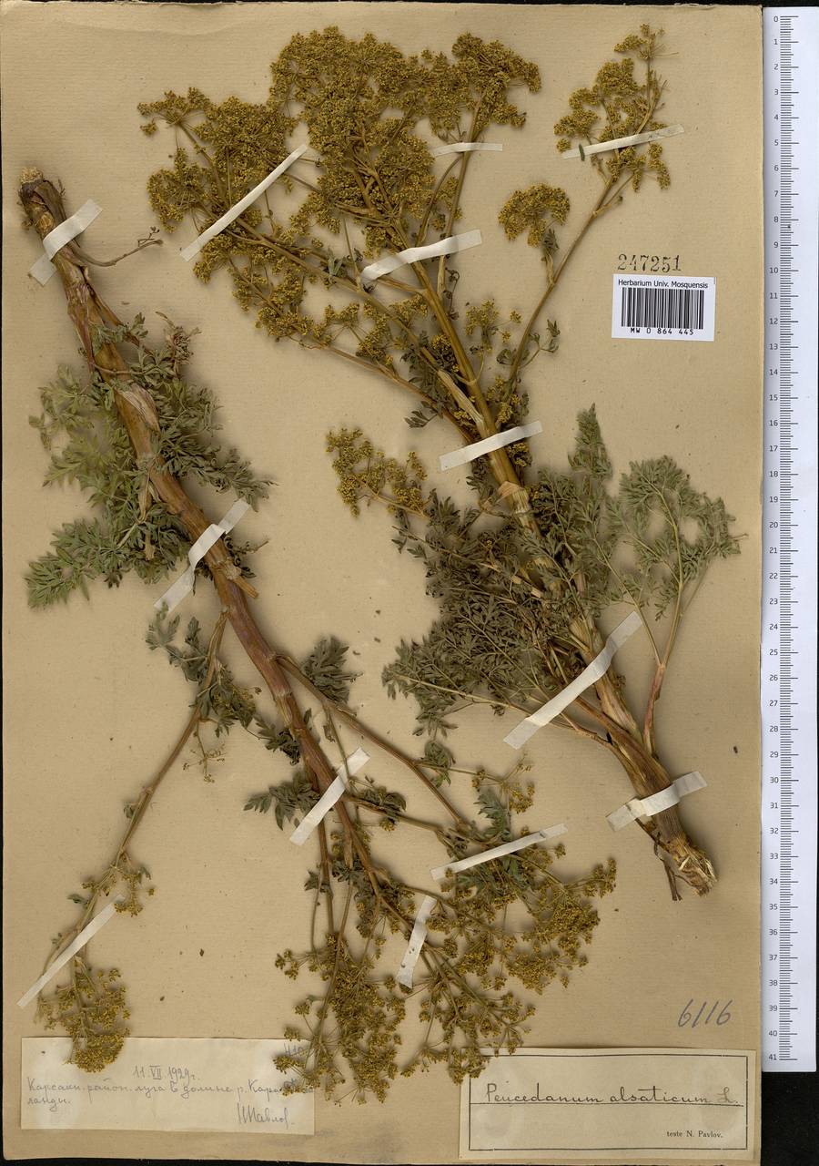 Xanthoselinum alsaticum (L.) Schur, Middle Asia, Muyunkumy, Balkhash & Betpak-Dala (M9) (Kazakhstan)