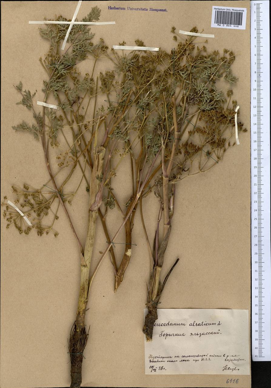 Xanthoselinum alsaticum (L.) Schur, Middle Asia, Northern & Central Kazakhstan (M10) (Kazakhstan)