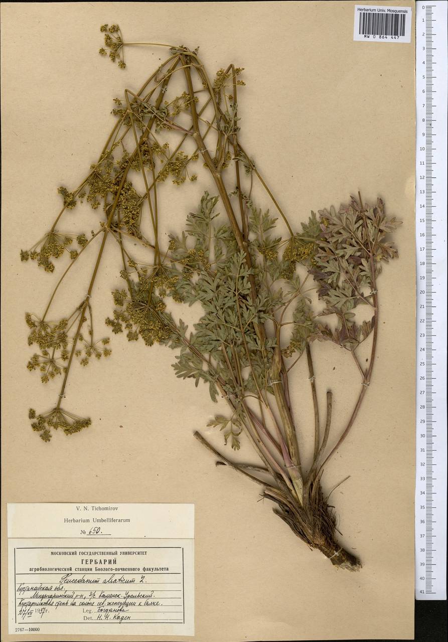 Xanthoselinum alsaticum (L.) Schur, Middle Asia, Northern & Central Kazakhstan (M10) (Kazakhstan)