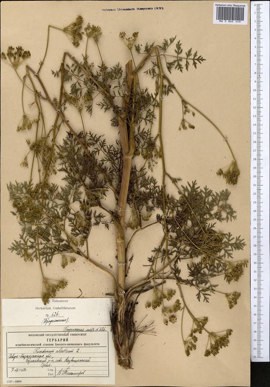 Xanthoselinum alsaticum (L.) Schur, Middle Asia, Northern & Central Kazakhstan (M10) (Kazakhstan)