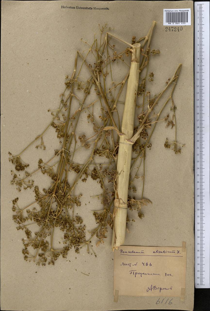 Xanthoselinum alsaticum (L.) Schur, Middle Asia, Northern & Central Kazakhstan (M10) (Kazakhstan)