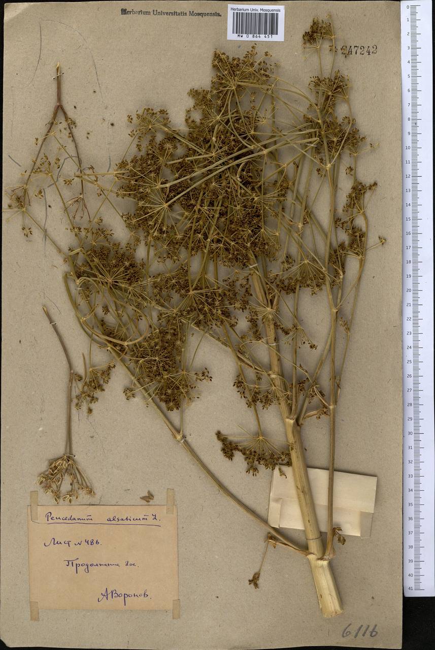 Xanthoselinum alsaticum (L.) Schur, Middle Asia, Northern & Central Kazakhstan (M10) (Kazakhstan)