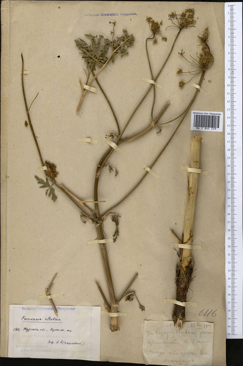 Xanthoselinum alsaticum (L.) Schur, Middle Asia, Northern & Central Kazakhstan (M10) (Kazakhstan)