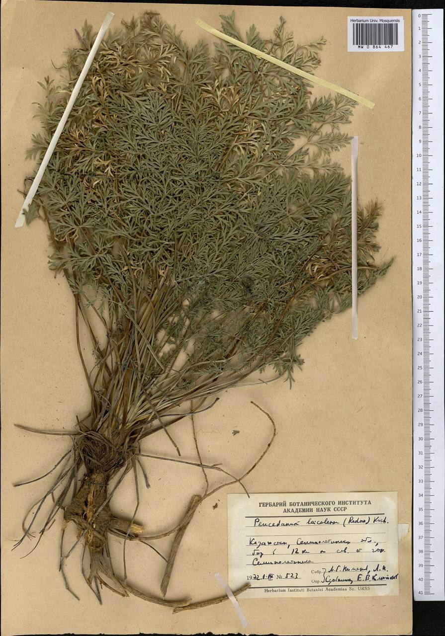 Kitagawia baicalensis (Redowsky ex Willd.) Pimenov, Middle Asia, Muyunkumy, Balkhash & Betpak-Dala (M9) (Kazakhstan)