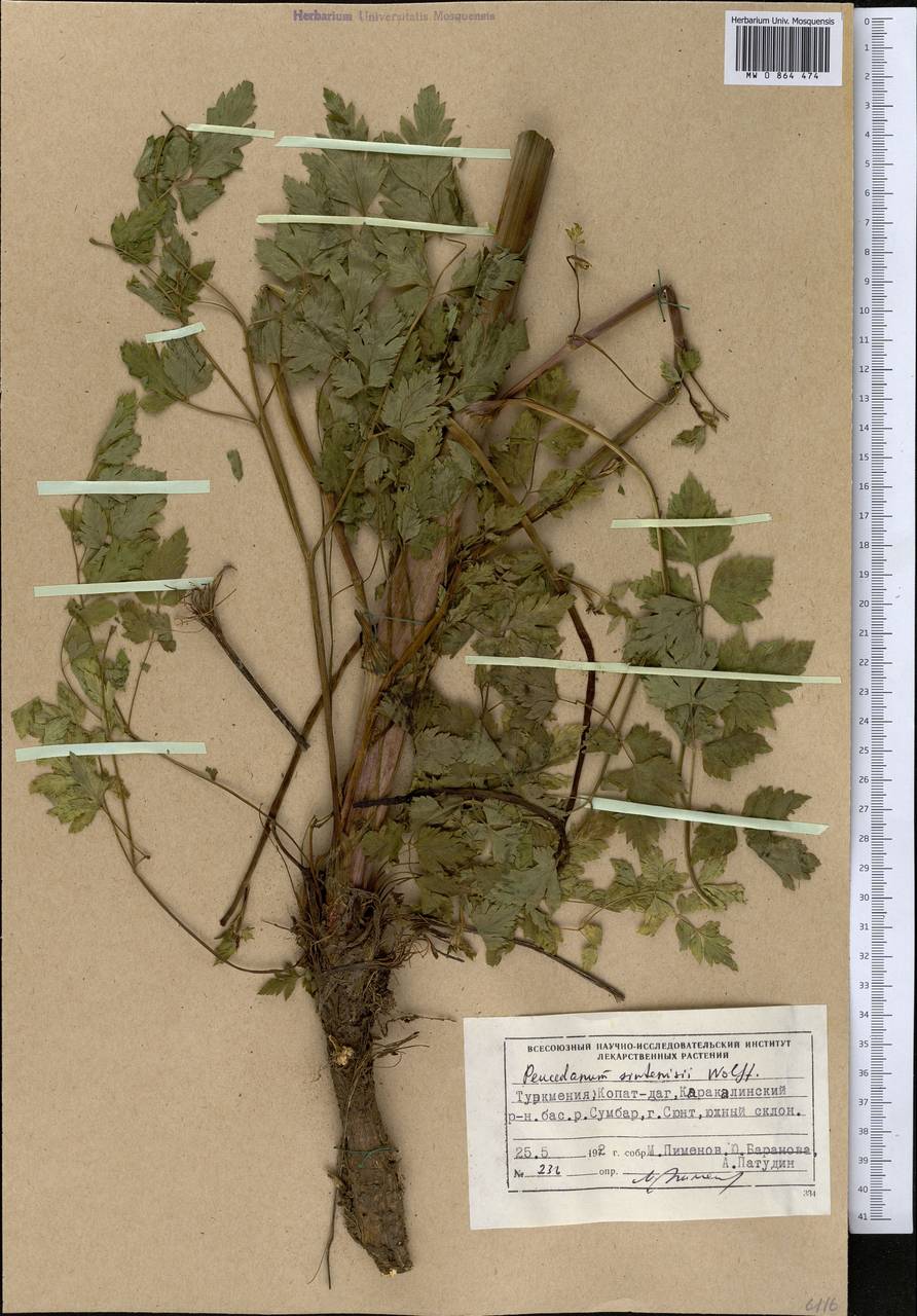 Cervaria cervariifolia (C. A. Mey.) Pimenov, Middle Asia, Kopet Dag, Badkhyz, Small & Great Balkhan (M1) (Turkmenistan)