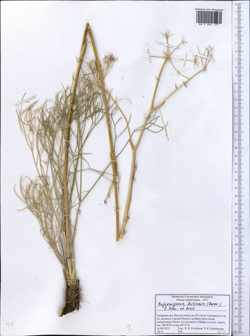 Kafirnigania hissarica (Korov.) R. Kam. & G.K. Kinzikaeva, Middle Asia, Pamir & Pamiro-Alai (M2) (Tajikistan)