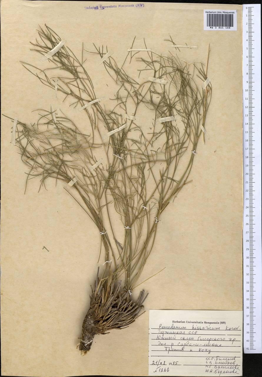 Kafirnigania hissarica (Korov.) R. Kam. & G.K. Kinzikaeva, Middle Asia, Pamir & Pamiro-Alai (M2) (Tajikistan)