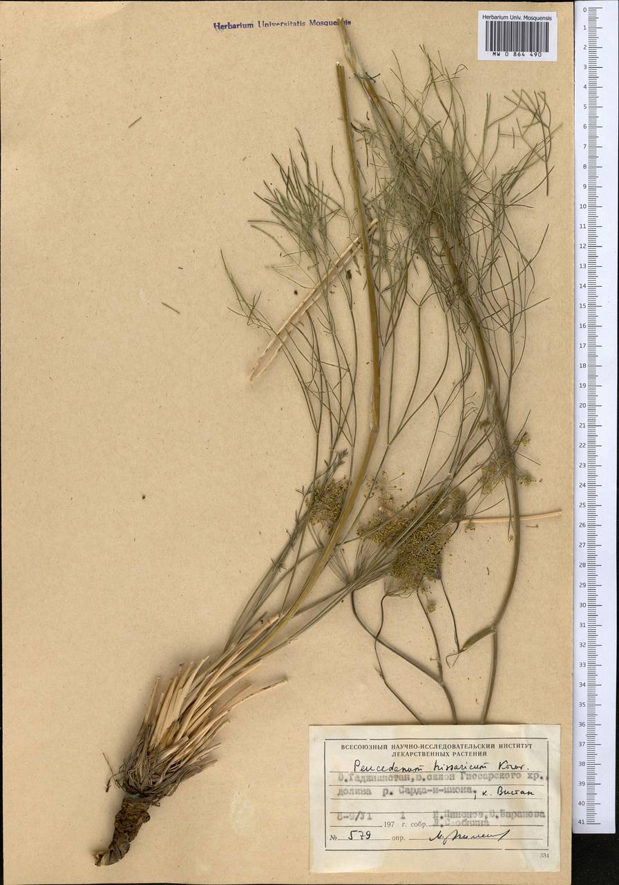 Kafirnigania hissarica (Korov.) R. Kam. & G.K. Kinzikaeva, Middle Asia, Pamir & Pamiro-Alai (M2) (Tajikistan)