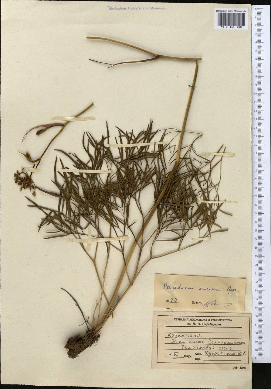 Peucedanum morisonii Besser, Middle Asia, Muyunkumy, Balkhash & Betpak-Dala (M9) (Kazakhstan)